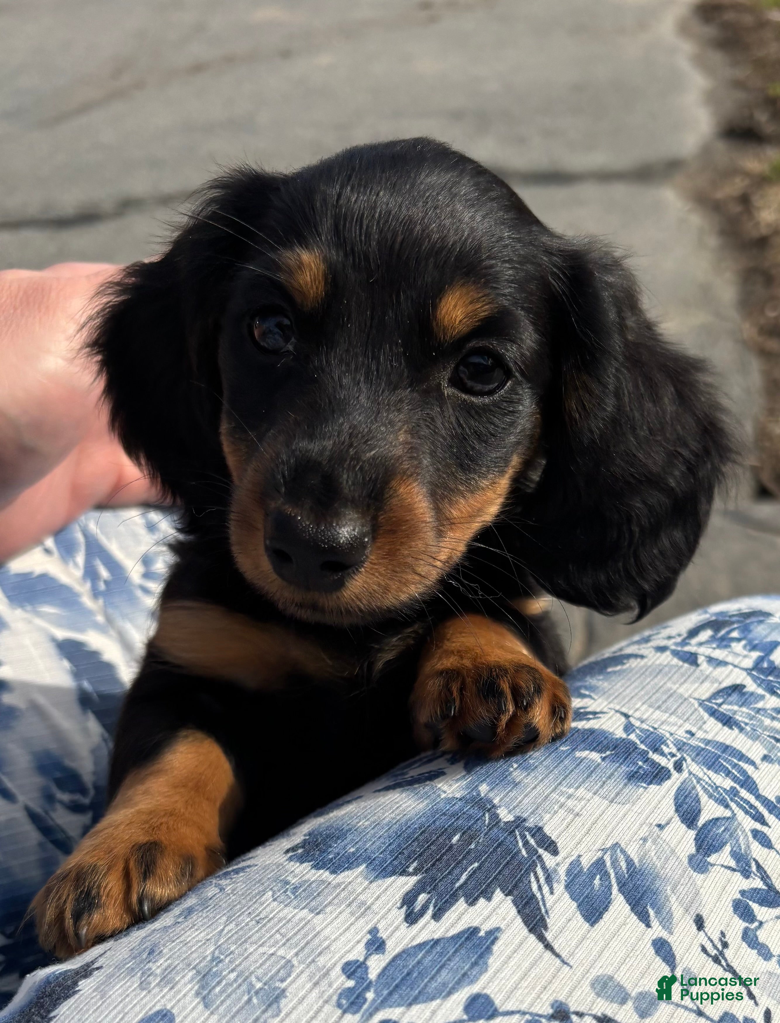 Miniature Dachshund dogs Cricket - Ad 1