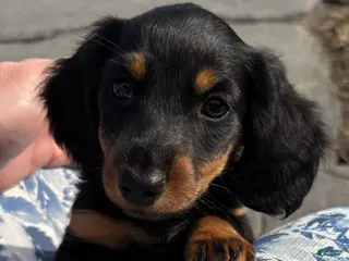 Miniature Dachshund dogs for sale: Cricket - Ad 3