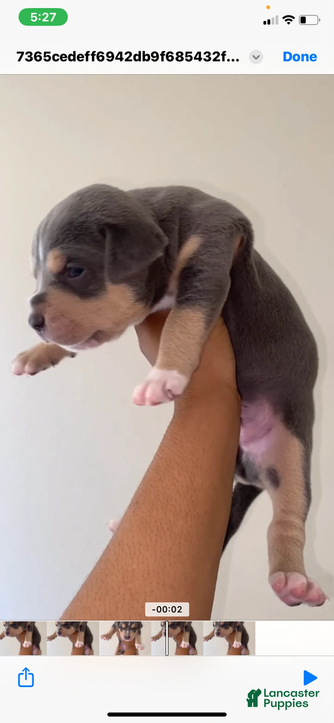 American Pit Bull Terrier dogs for sale: American Pit Bull Terrier Puppy 3 - Ad 2