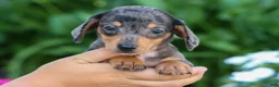 Miniature Dachshund dogs for sale:  Zino 🐕 - Ad 3