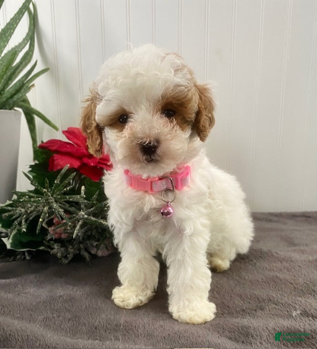 Toy Poodle dogs for sale: Candy - Ad 1