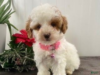 Toy Poodle dogs Candy - Ad 42
