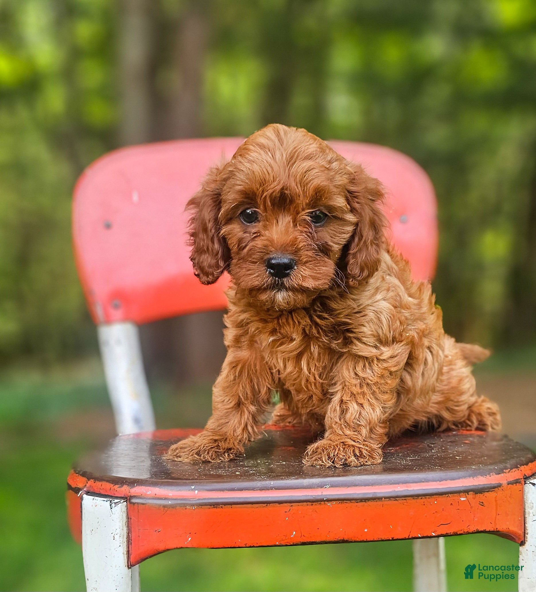 Cavapoo dogs River - Ad 2