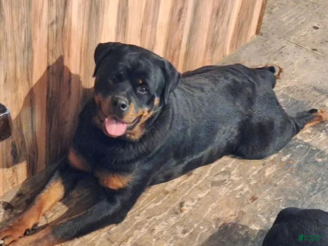 Rottweiler dogs for sale: Rottweiler Puppy 5 - Ad 10