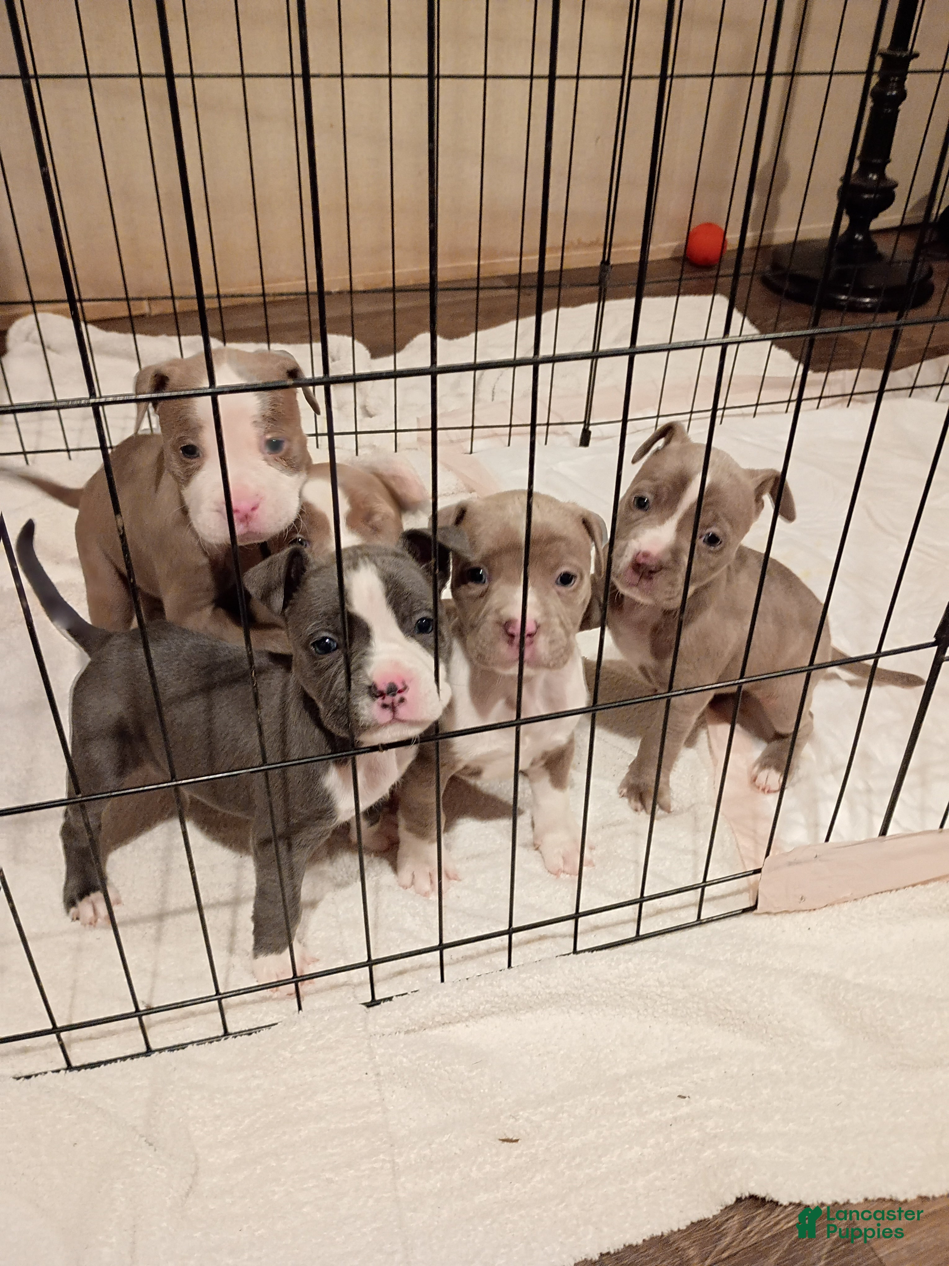 American Bully dogs for sale: American Bully 3 - Ad 30