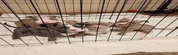 American Bully dogs for sale: American Bully 3 - Ad 1