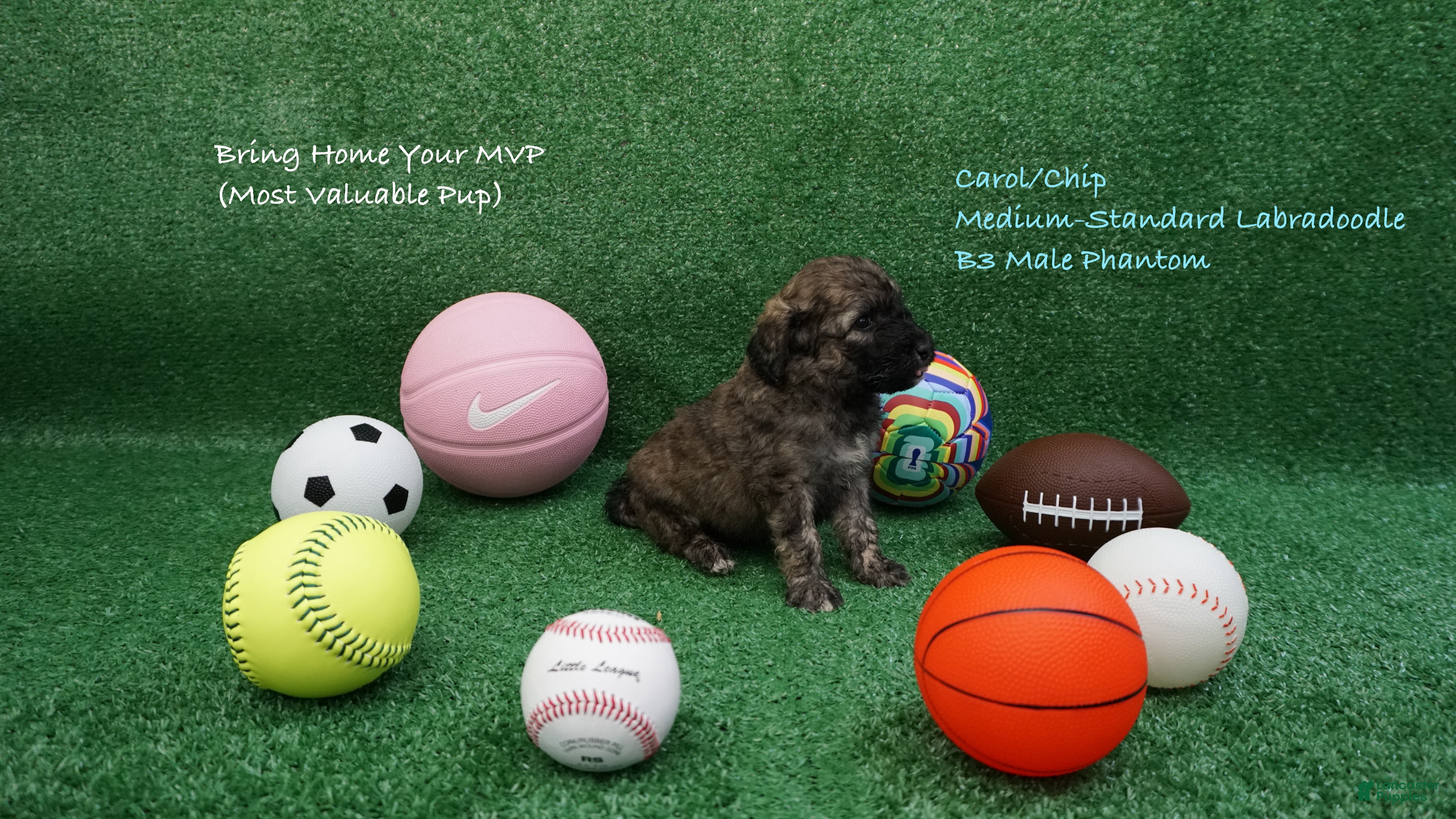 Australian Labradoodle dogs CCB3 - Ad 1