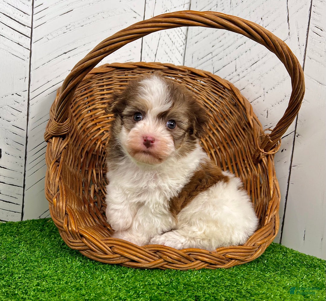 Havanese dogs for sale: Rusty - Ad 2