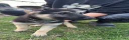 German Shepherd dogs for sale: Riley  - Ad 4