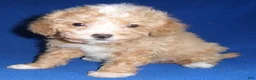 Miniature Poodle dogs for sale: Peanut - Ad 8