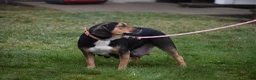 Beabull dogs for sale: Champ - Ad 10