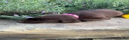 Labrador Retriever dogs for sale: Lavender - Ad 2