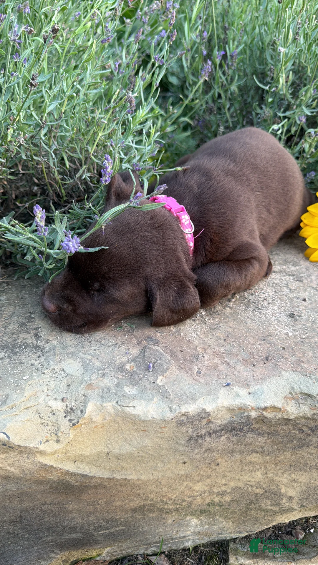 Labrador Retriever dogs for sale: Lavender - Ad 2