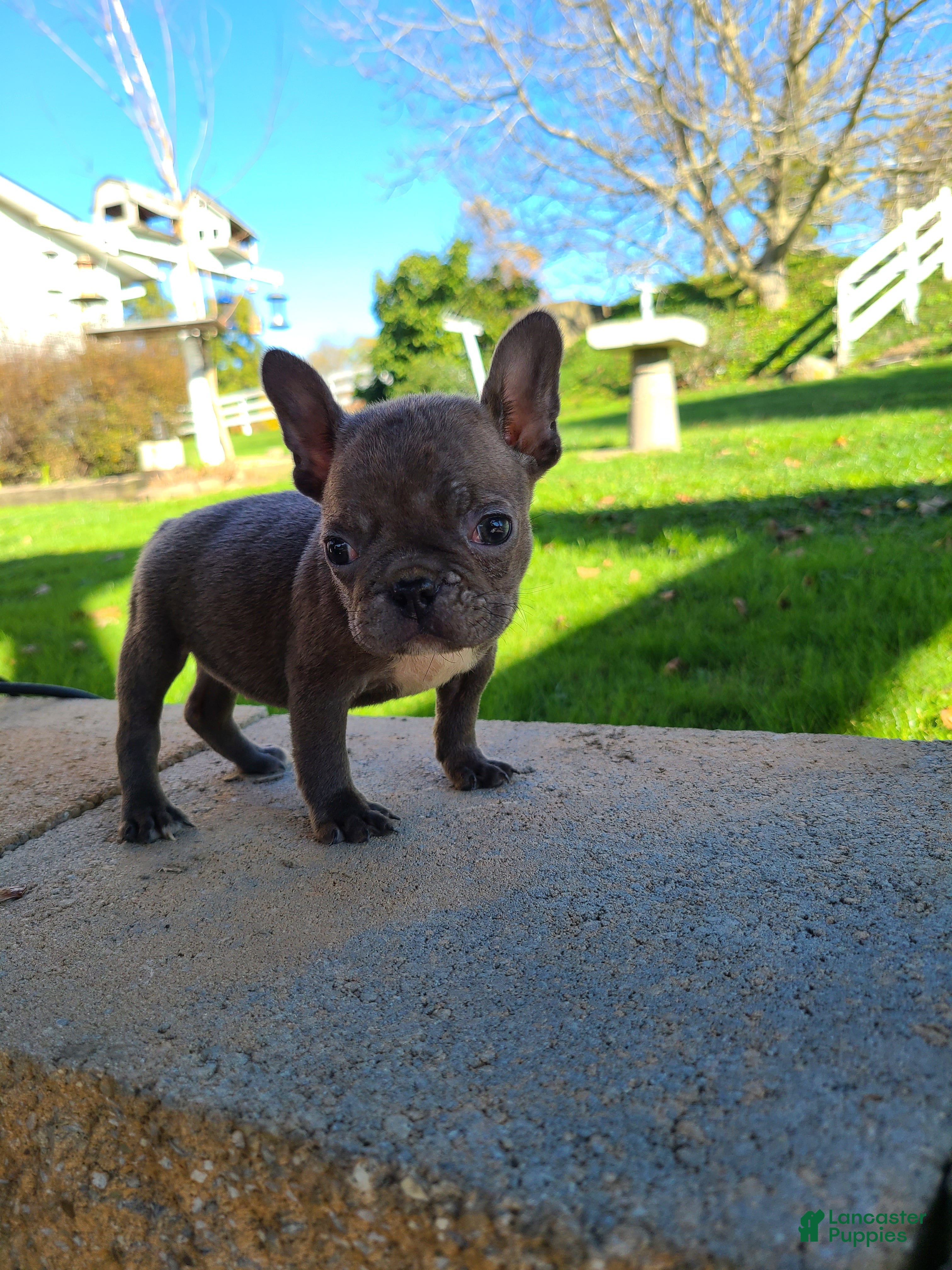 Frenchton dogs Jill - Ad 1