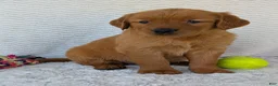 Golden Retriever dogs for sale: Miss Rosie  - Ad 20