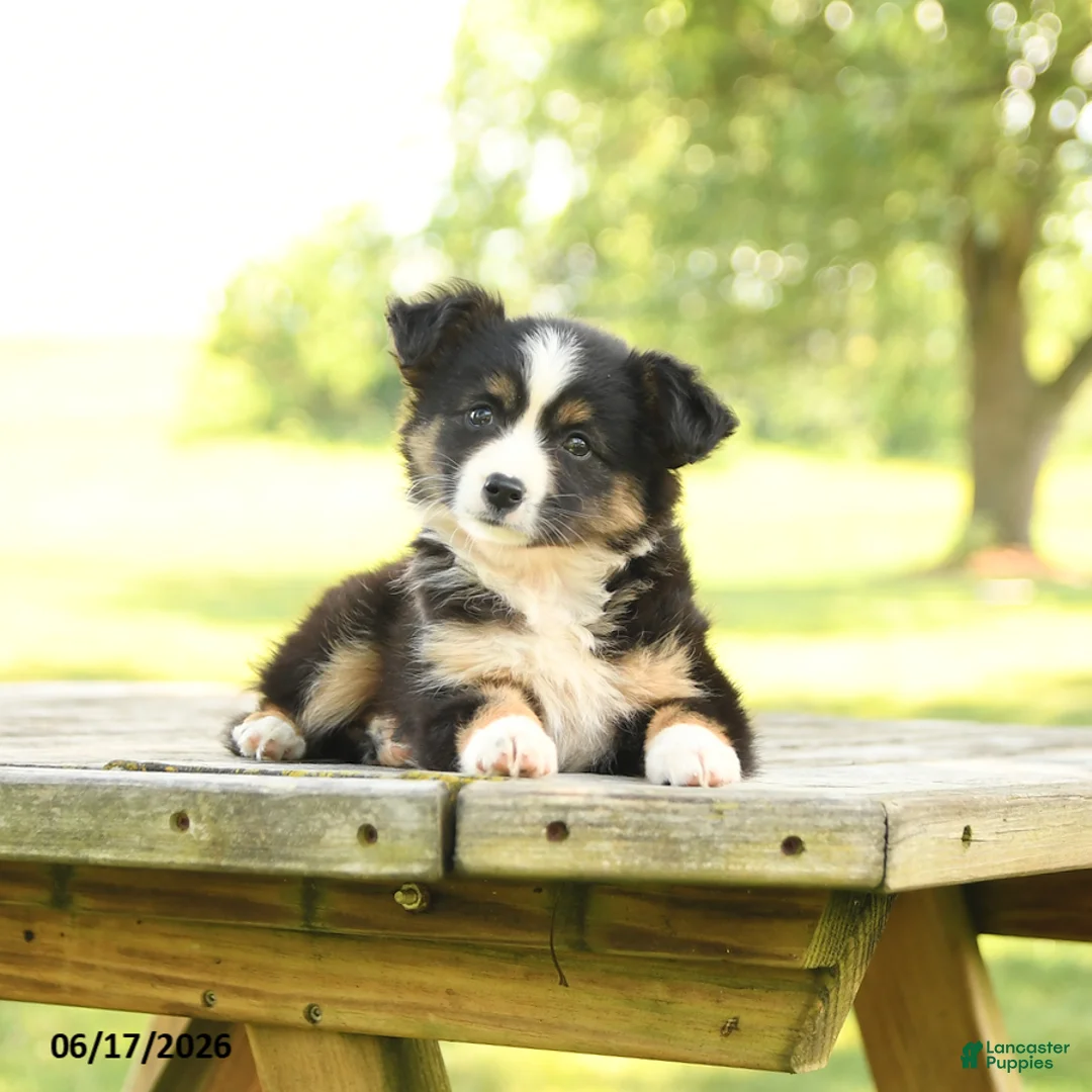 Miniature Australian Shepherd dogs for sale: Lily - Ad 3