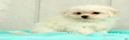 Maltese dogs for sale: Leo - Ad 9
