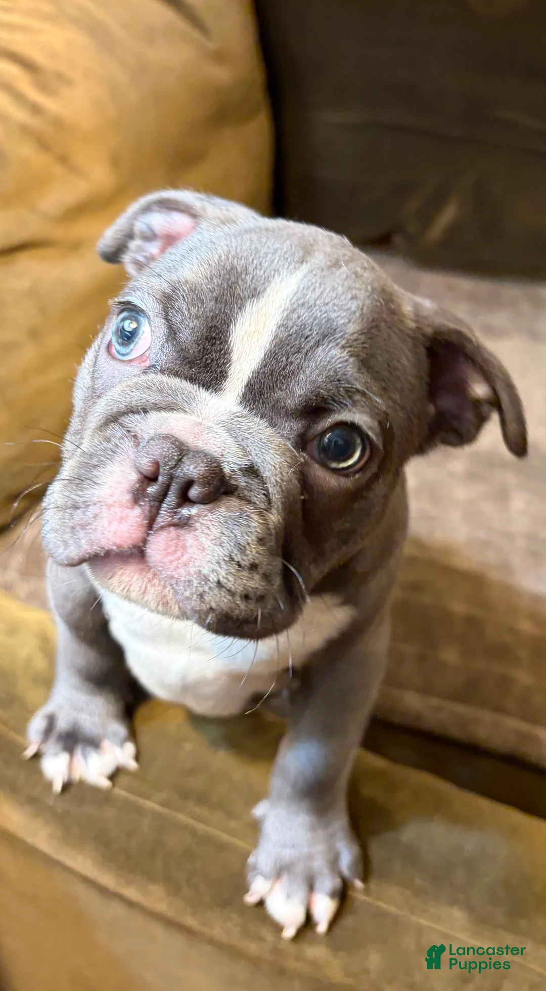 French Bulldog dogs for sale:  Leo - Ad 2