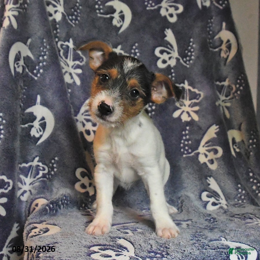 Mixed Breed dogs Rip   - Ad 2