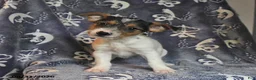 Mixed Breed dogs for sale: Rip   - Ad 2