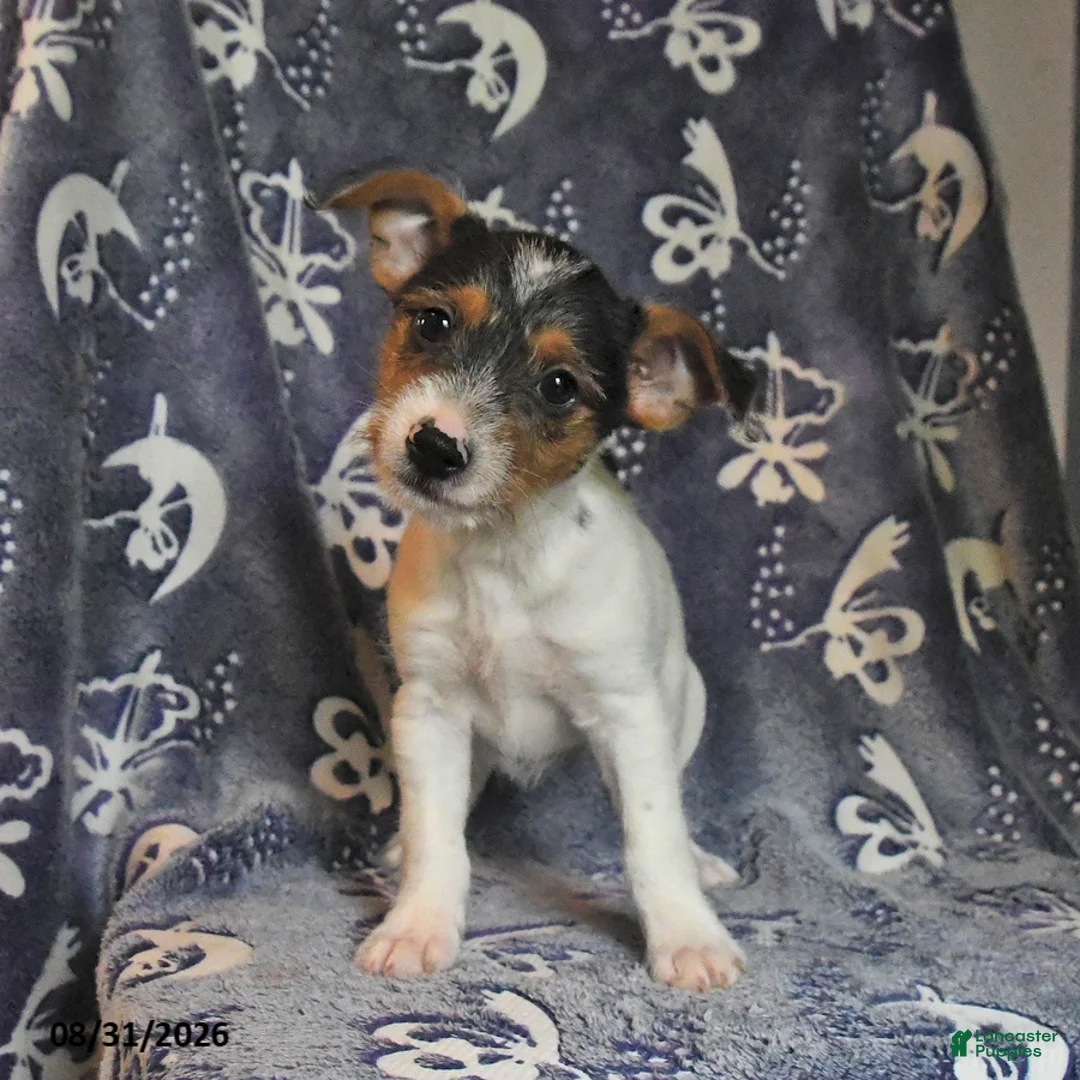 Mixed Breed dogs for sale: Rip   - Ad 2