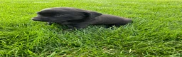 Labrador Retriever dogs for sale: Lily - Ad 6
