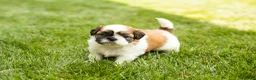 Shih Tzu dogs for sale: Gracie  - Ad 3