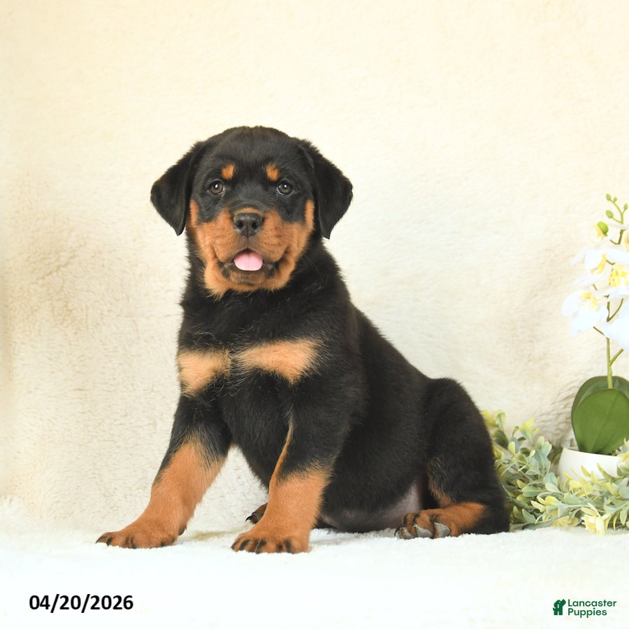 Rottweiler dogs Candy - Ad 1
