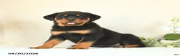 Rottweiler dogs for sale: Candy - Ad 1