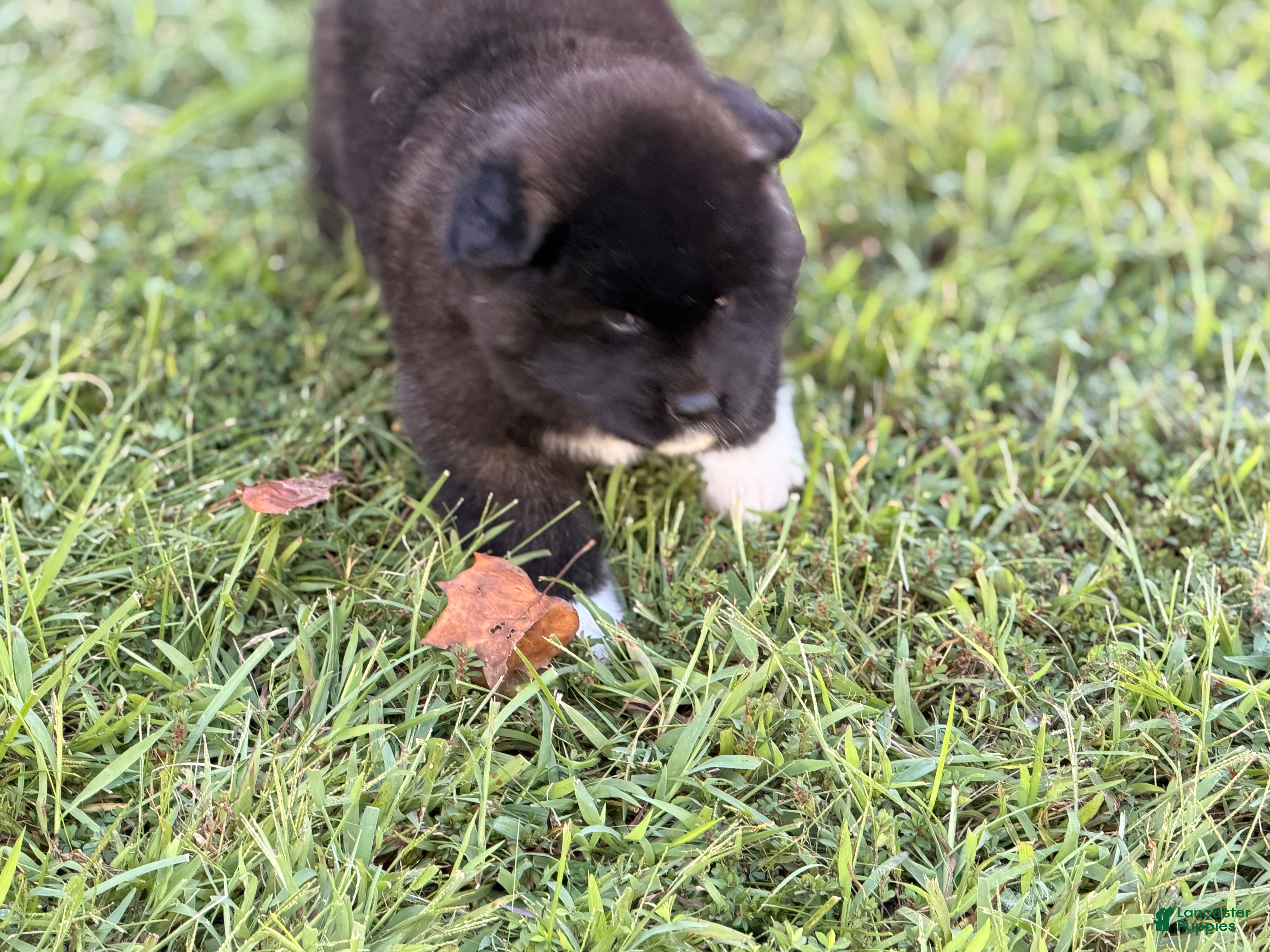 Akita dogs Akita 3 - Ad 23
