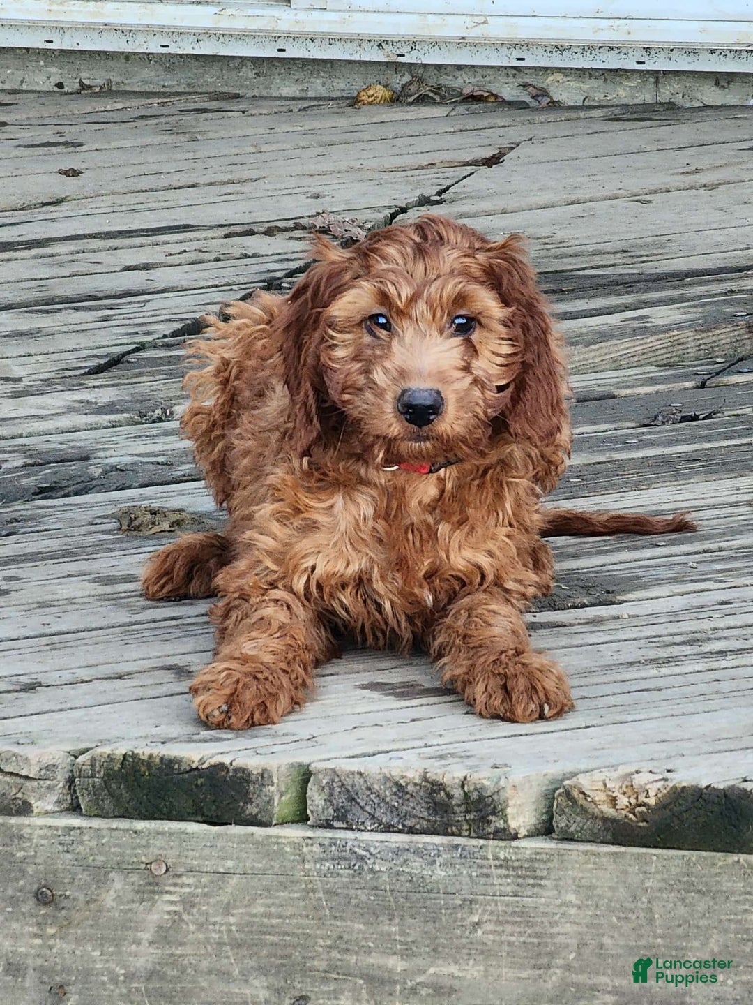 Irish Doodle dogs for sale: Murphy - Ad 1