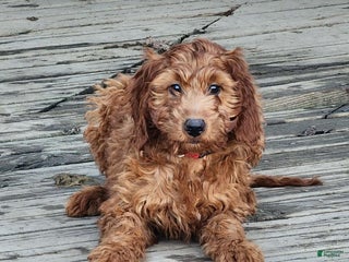 Irish Doodle dogs Murphy - Ad 28