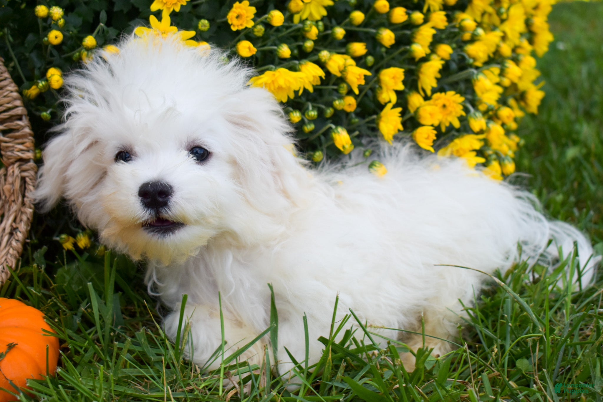 Maltese