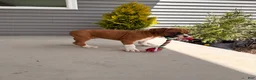 Boxer dogs for sale: Champ  - Ad 3