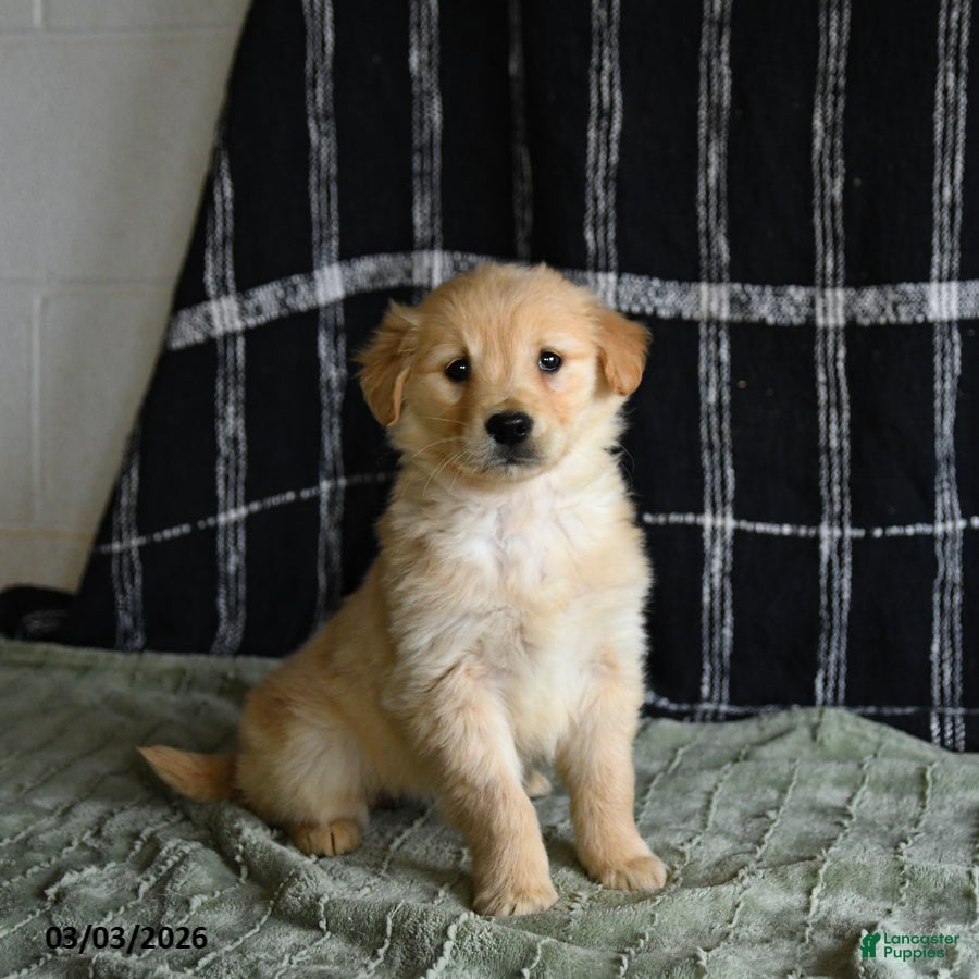 Golden Retriever dogs Blossom - Ad 1