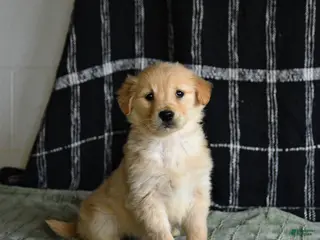 Golden Retriever dogs for sale: Blossom - Ad 3