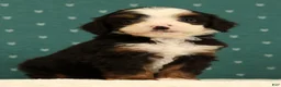 Mini Bernedoodle dogs for sale: Stella - Ad 6