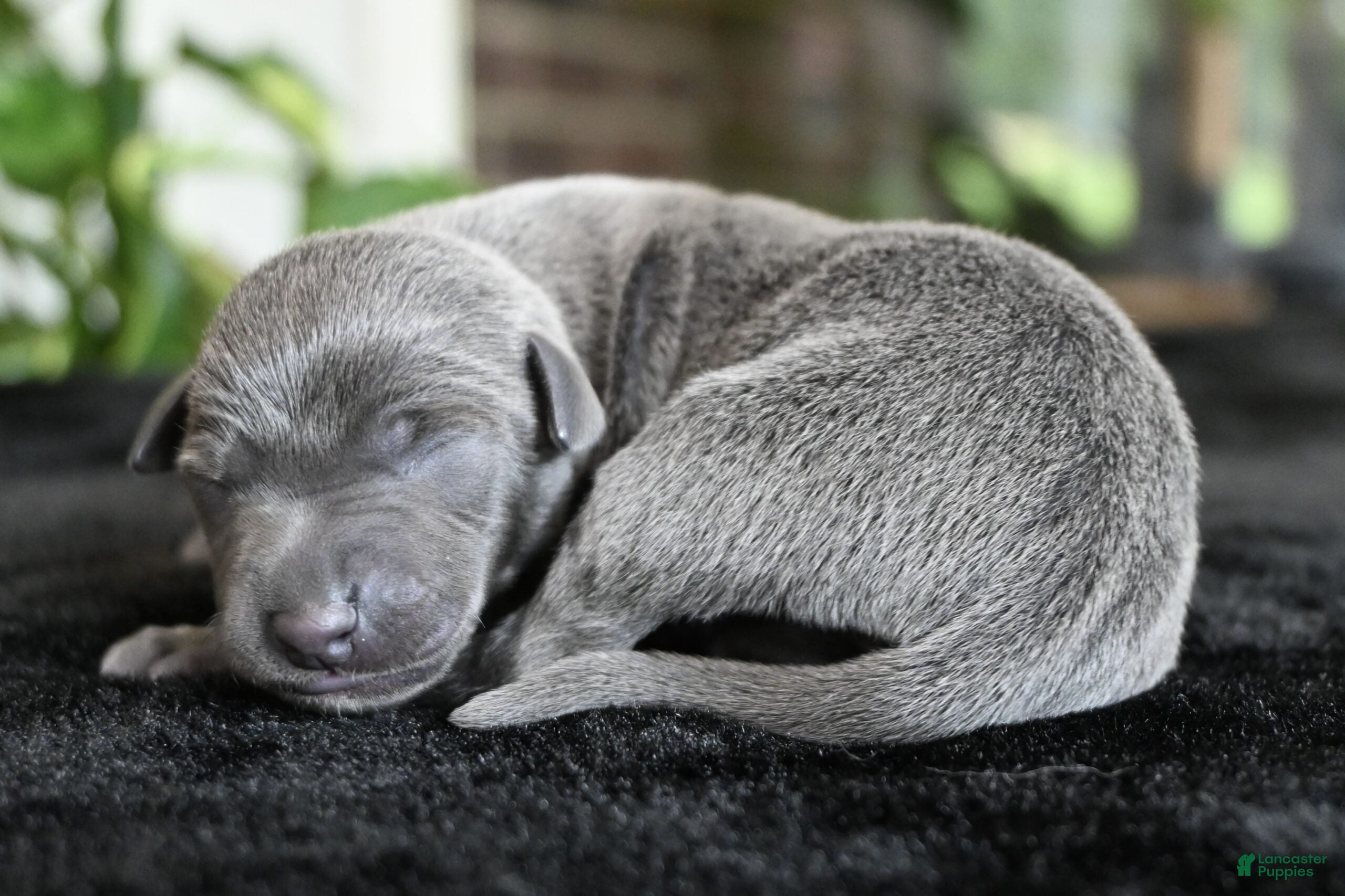 Italian Greyhound dogs Brio - Ad 1