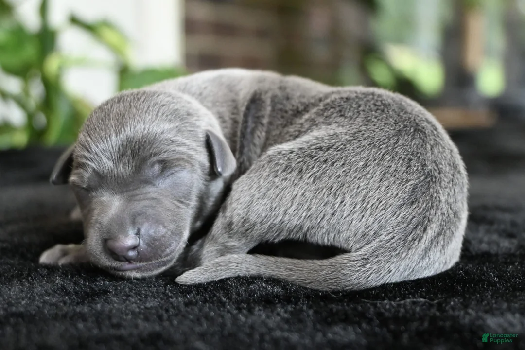 Italian Greyhound dogs for sale: Brio - Ad 1