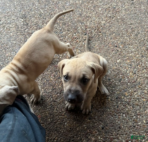 Black Mouth Cur dogs Black Mouth Cur 8 - Ad 1