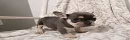 French Bulldog dogs for sale: Leo - Ad 2