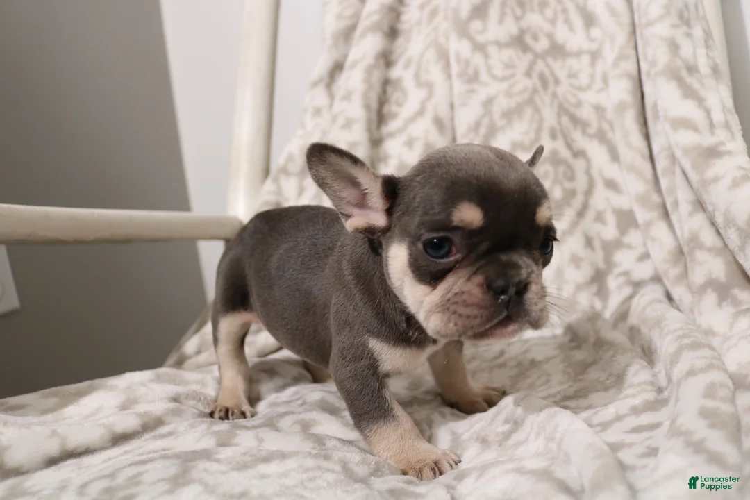French Bulldog dogs for sale: Leo - Ad 2
