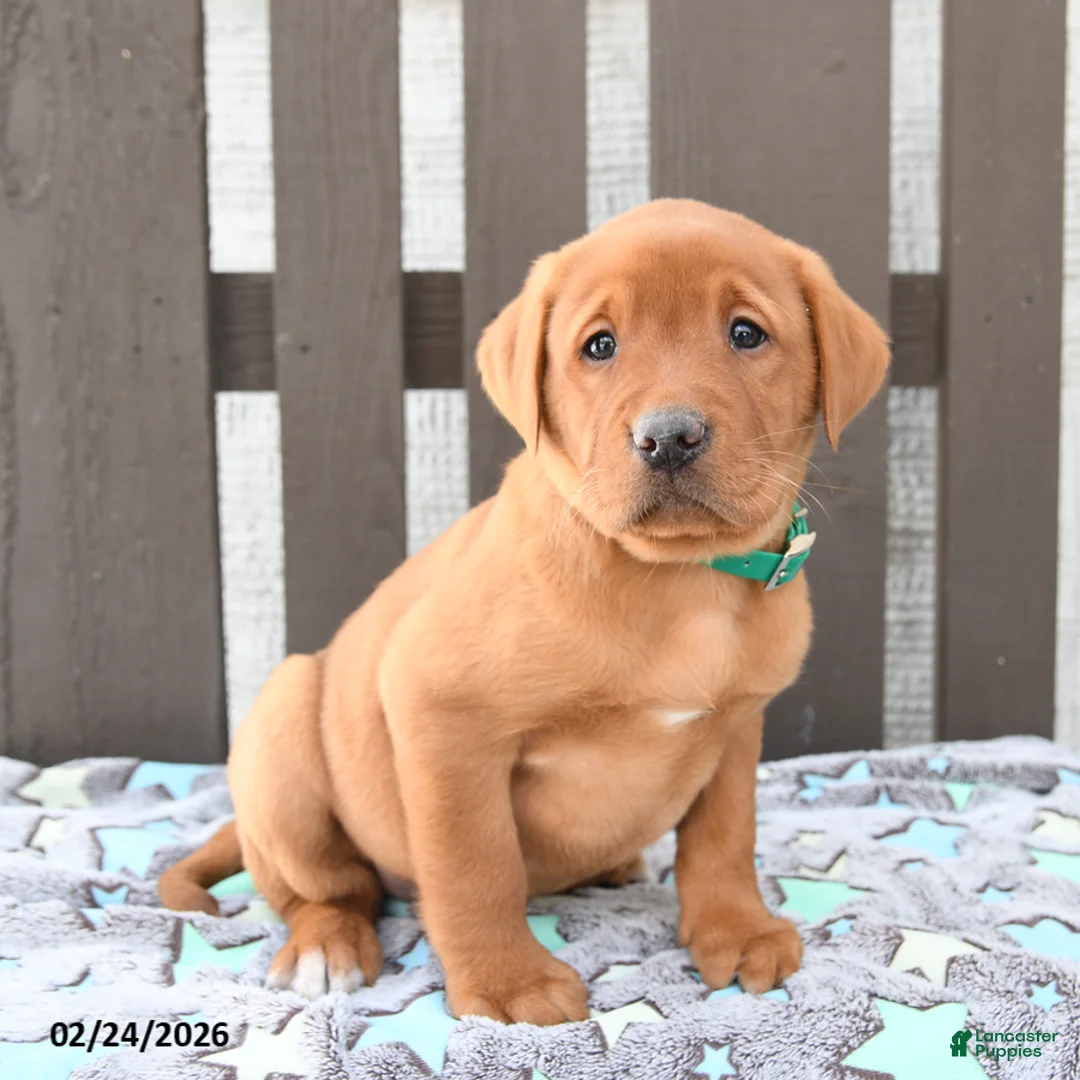 Labrador Retriever dogs for sale: Sam - Ad 1