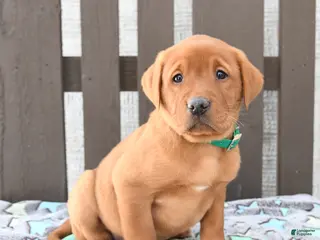 Labrador Retriever dogs for sale: Sam - Ad 3