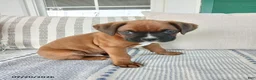 Boxer dogs for sale: Socket - Ad 3