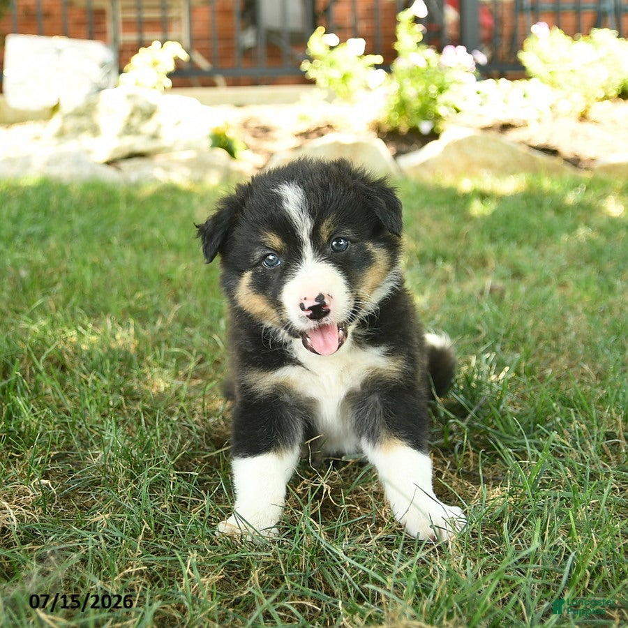 Border Collie dogs Harvey - Ad 2