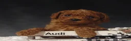 Cavapoo dogs for sale: Cavapoo F1b 3 Audi - Ad 11