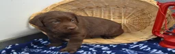 Labrador Retriever dogs for sale: Zain - Ad 5