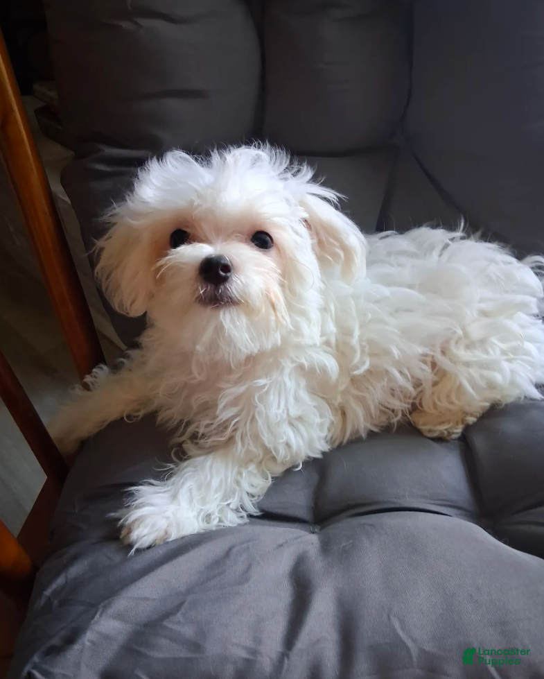 Maltese dogs Abel - Ad 2