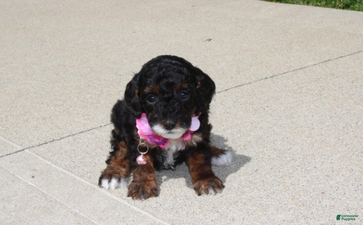 Miniature Poodle dogs Athena  - Ad 2